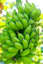 Cashew nut fruit or Anacardium occidentale on tree Royalty Free Stock Photo