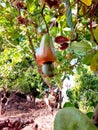 Cashew nut fruit tree kokan mewa Gateway Ratnagiri indian festival season Royalty Free Stock Photo