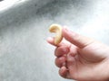 a cashew nut in the hands of a little boy