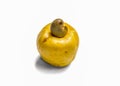 Cashew,Anacardium Occidentale ,Fruit