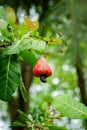 Cashew nut tree fruit tropical climate exotic raw fresh sweet Royalty Free Stock Photo