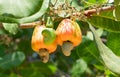 Cashew nut Royalty Free Stock Photo