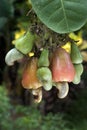 Cashew nuts and apples on plant