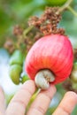 Cashew nuts growing on a tree This extraordinary nut grows outside fruit Royalty Free Stock Photo