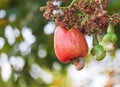 Cashew nuts growing on tree This extraordinary nut grows outside the fruit Royalty Free Stock Photo