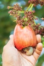 Cashew nuts growing on tree This extraordinary nut grows outside the fruit Royalty Free Stock Photo