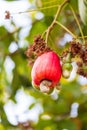 Cashew nuts growing on a tree This extraordinary nut grows outside fruit Royalty Free Stock Photo