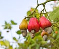 Cashew nuts growing on a tree