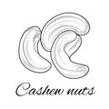 Cashew nuts sketch. Coloring for children and adults