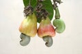 Cashew nuts- two ripened apples with nuts and one tender nut Royalty Free Stock Photo