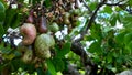 Sri Lankan natural Cashew apples