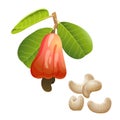 Cashew plant and peeled kernels