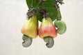 Cashew ripened apples with nuts and tender nut Royalty Free Stock Photo