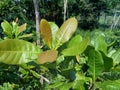 The cashew tree Anacardium occidentale with natural background