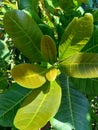 The cashew tree Anacardium occidentale with natural background