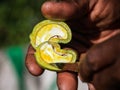 Fresh Cashew, Sainte Marie`s Island, Analanjirofo, Madagascar