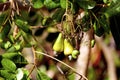 Cashew Tree Fruit 841136