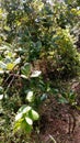 Cashew tree in my garden