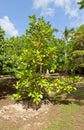 Cashew tree in QE II Botanic Park on Grand Cayman Island