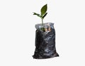 Cashew tree ,young plant in bag plastic