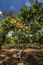 cashew trees and fruit at organic farm in thailand