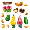 Cashew, watercolor illustration, clipping path included
