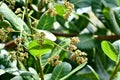 Cashewnut leaf in summer on plant growth