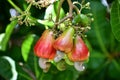 Cashewnut in summer on plant growth look healthy and closeup Royalty Free Stock Photo