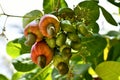 Cashewnut in summer on plant growth look healthy and closeup