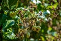 Cashewnut flower Cashew Apple Fruits Agriculture Royalty Free Stock Photo