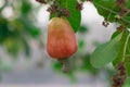 Cashews fruit with ripe on tree