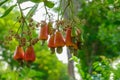 Cashews fruit with ripe on tree in garden