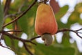 Cashews fruit with ripe on tree in garden