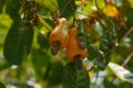 Cashews fruit with ripe on tree