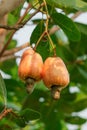 Cashews fruit with ripe on tree.