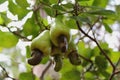 Cashews fruit on the tree Royalty Free Stock Photo