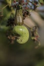 The cashews grew in the backyard of my house Royalty Free Stock Photo