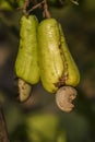 The cashews grew in the backyard of my house. Royalty Free Stock Photo