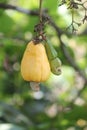 Cashews hanging from tree