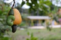 Cashews in the tree.