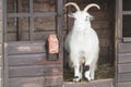 Cashmere Goat Royalty Free Stock Photo