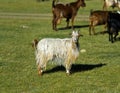 Cashmere goat Royalty Free Stock Photo