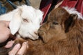 The cashmere goats (kids) in the unknown meadow, Tuv province, Mongolia.