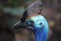 Casoarius Cassowary Head Omnivore Bird