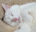 Casper the Cat Royalty Free Stock Photo