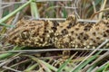 Caspian bent-toed gecko (Tenuidactylus caspius) close-up