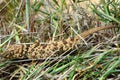 Caspian bent-toed gecko (Tenuidactylus caspius)