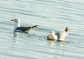 The Caspian gull Larus cachinnans eating fish Royalty Free Stock Photo