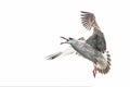 Juvenile Caspian Gull Larus cachinnans in flight above the oder delta in Poland, europe. Royalty Free Stock Photo