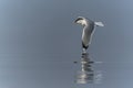 Caspian Gull Larus cachinnans in flight. Royalty Free Stock Photo